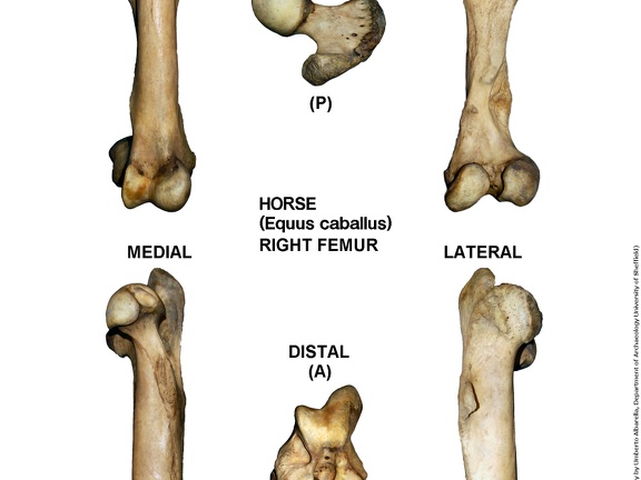 Equus-caballus Femur Right