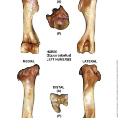 Equus-caballus Humerus Left