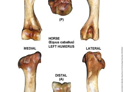 Equus-caballus Humerus Left