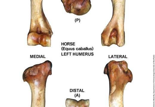 Equus-caballus Humerus Left