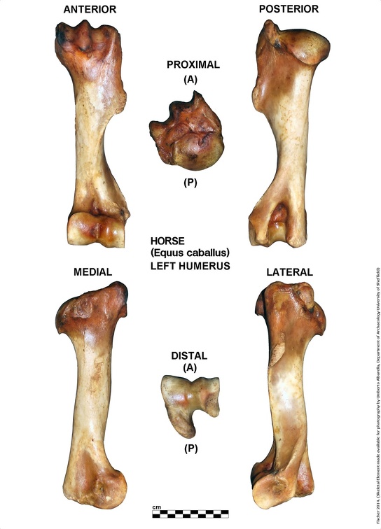 Equus-caballus Humerus Left