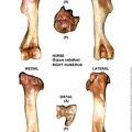 Equus-caballus Humerus Right