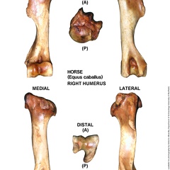 Equus-caballus Humerus Right (11101 visites) Equus-caballus Humerus Right