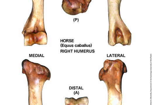 Equus-caballus Humerus Right