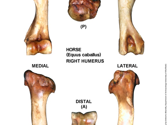 Equus-caballus Humerus Right