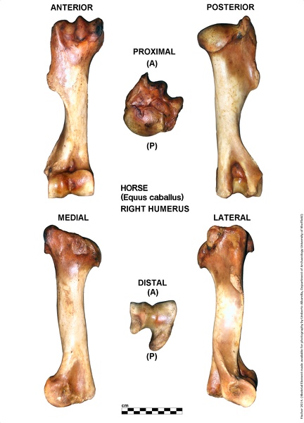 Equus-caballus_Humerus_Right.jpg