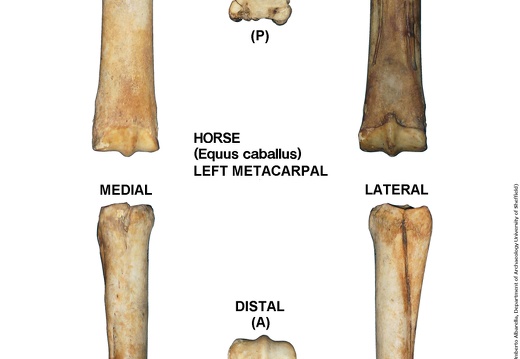 Equus-caballus Metacarpal Left
