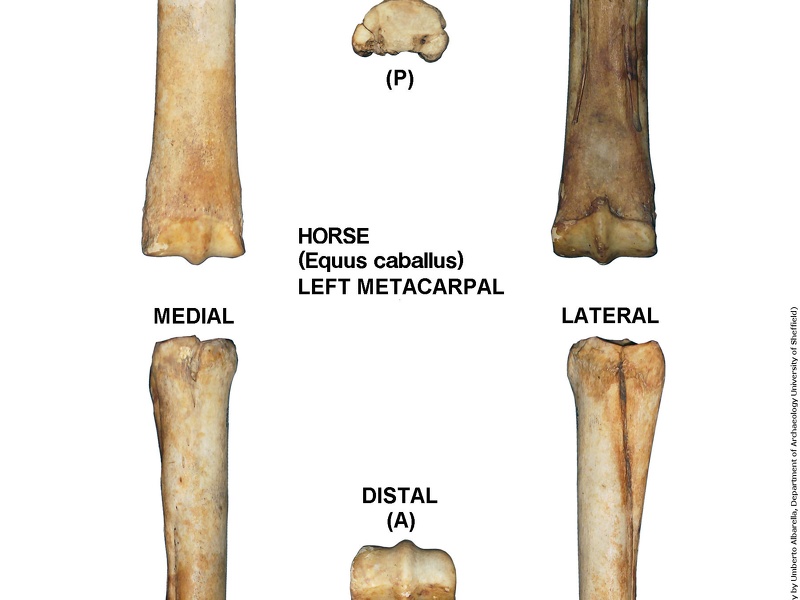 Equus-caballus Metacarpal Left