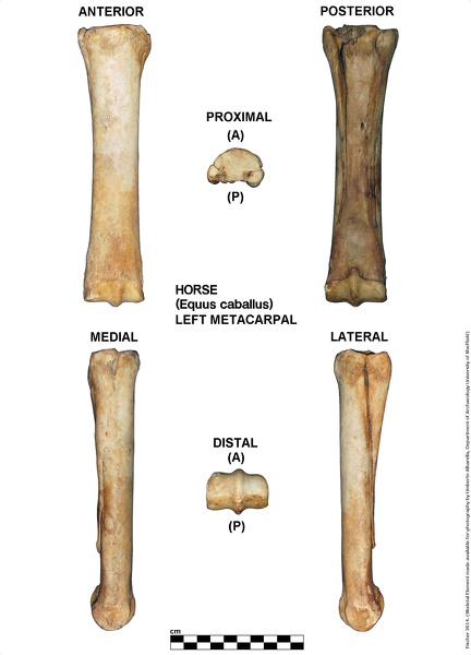 Equus-caballus_Metacarpal_Left.jpg