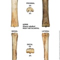 Equus-caballus Metacarpal Right