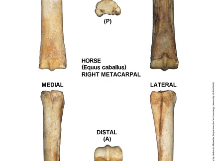 Equus-caballus Metacarpal Right