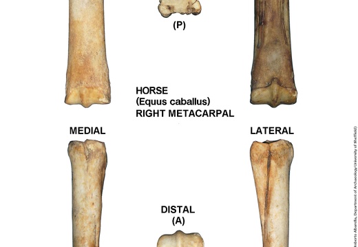 Equus-caballus Metacarpal Right