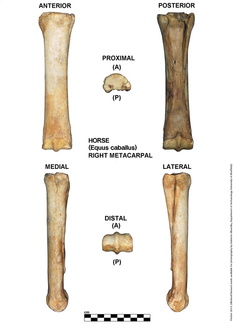 Equus-caballus Metacarpal Right