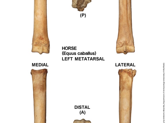 Equus-caballus Metatarsal Left