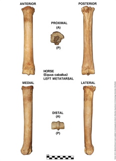 Equus-caballus Metatarsal Left