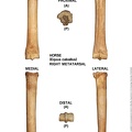 Equus-caballus Metatarsal Right