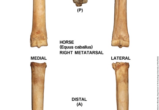 Equus-caballus Metatarsal Right