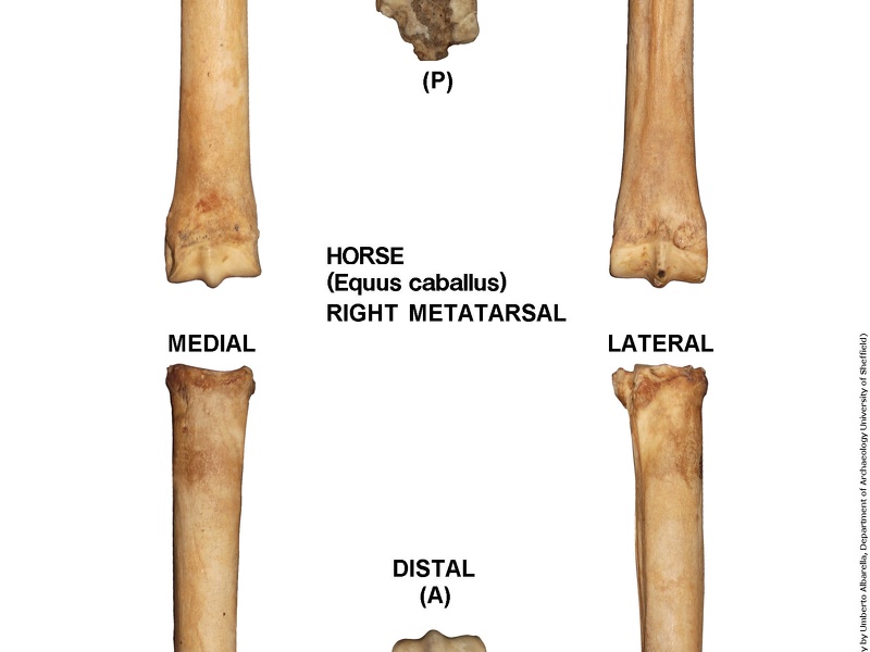 Equus-caballus Metatarsal Right