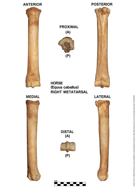 Equus-caballus_Metatarsal_Right.jpg