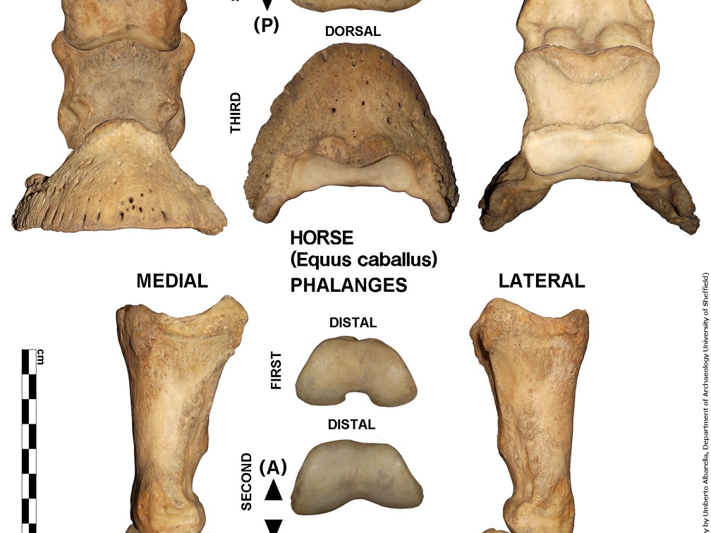 Equus-caballus Phalanges (13806 visites) Equus-caballus Phalanges