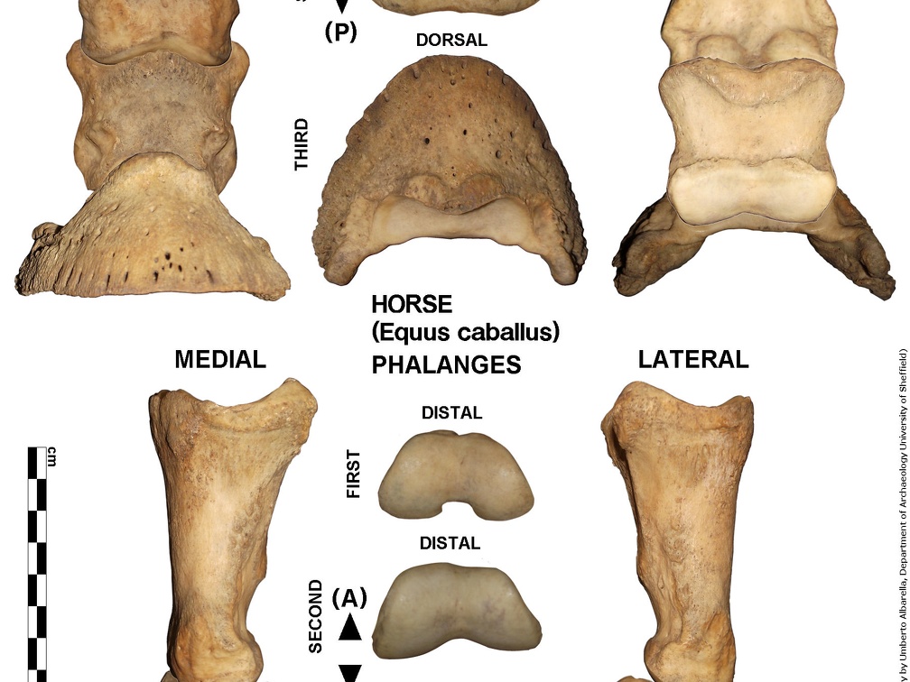 Equus-caballus Phalanges