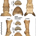 Equus-caballus Phalanges