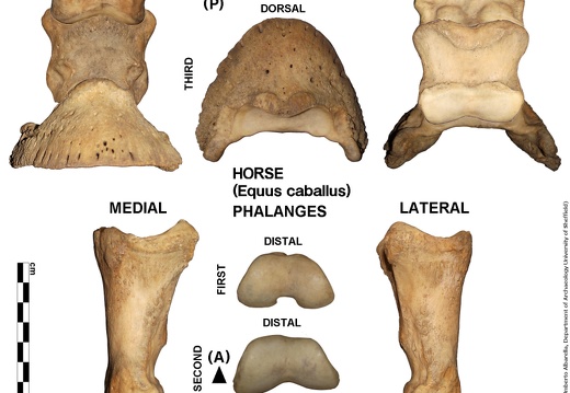 Equus-caballus Phalanges