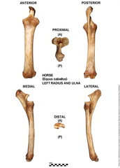 Equus-caballus Radius-Ulna Left