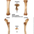 Equus-caballus Radius-Ulna Left (14289 visites) Equus-caballus Radius-Ulna Left