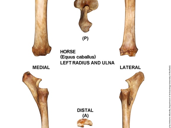 Equus-caballus Radius-Ulna Left