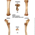 Equus-caballus_Radius-Ulna_Left.jpg