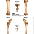 Equus-caballus Radius-Ulna Right (13092 visites) Equus-caballus Radius-Ulna Right