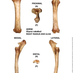 Equus-caballus Radius-Ulna Right