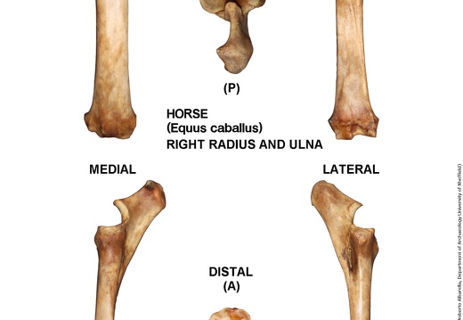 Equus-caballus Radius-Ulna Right