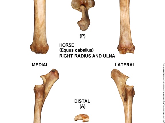 Equus-caballus Radius-Ulna Right