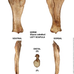 Equus-caballus Scapula Left