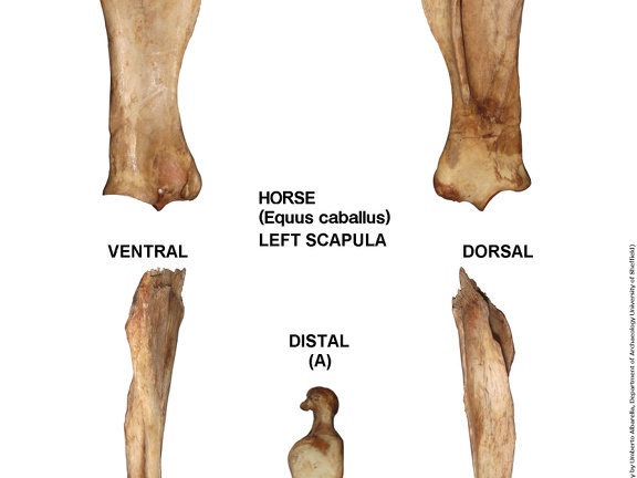 Equus-caballus Scapula Left