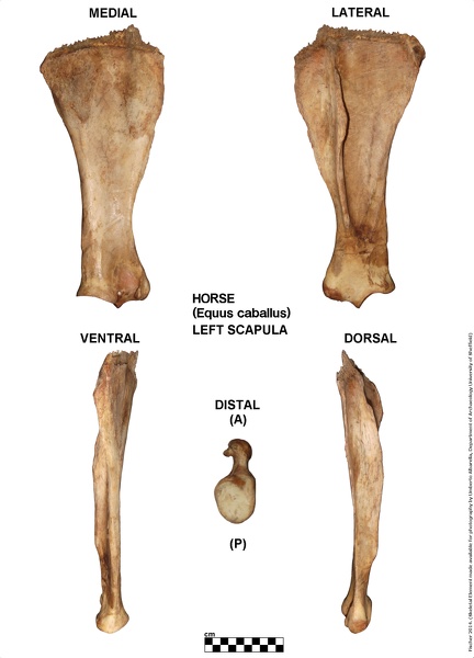 Equus-caballus_Scapula_Left.jpg