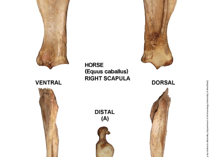 Equus-caballus Scapula Right