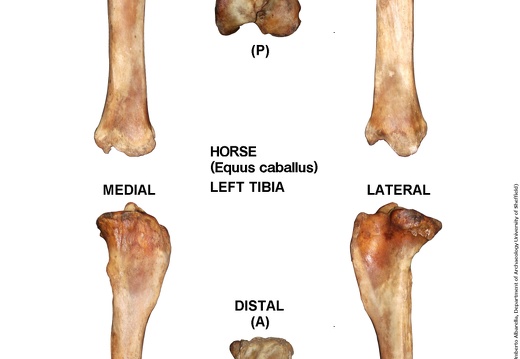 Equus-caballus Tibia Left