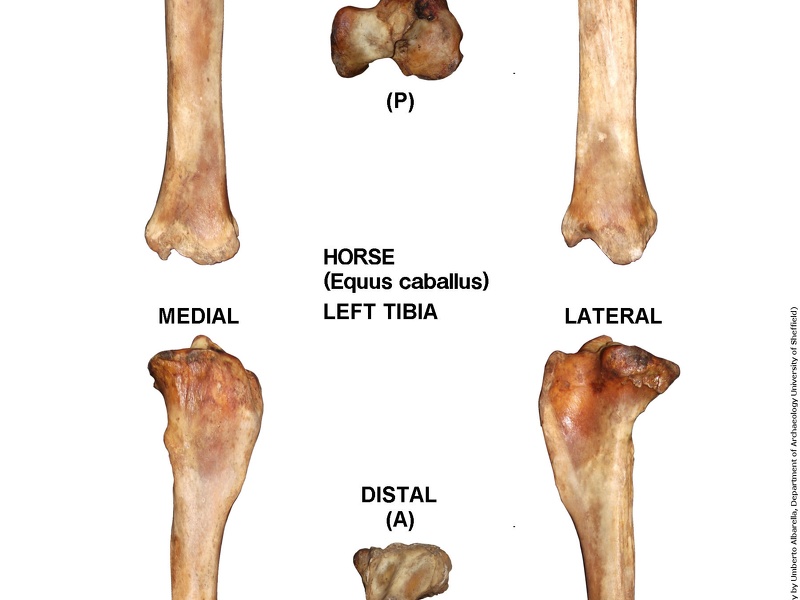 Equus-caballus Tibia Left