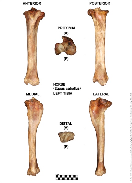 Equus-caballus_Tibia_Left.jpg