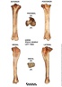 Equus-caballus Tibia Left