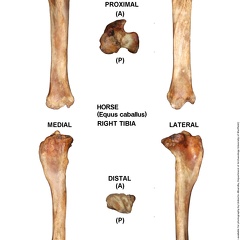 Equus-caballus Tibia Right