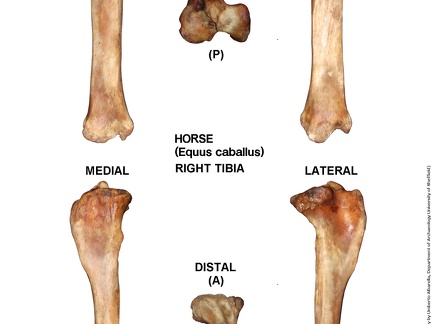 Equus-caballus Tibia Right (14758 visites) Equus-caballus Tibia Right