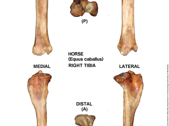 Equus-caballus Tibia Right