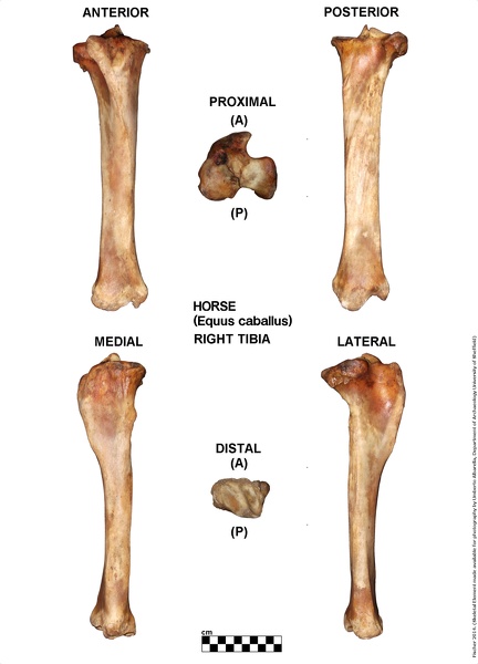 Equus-caballus_Tibia_Right.jpg