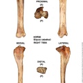 Equus-caballus_Tibia_Right.jpg