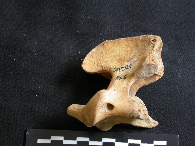 Axis (29028 visites) Ursus arctos - Femelle - Jeune adulteCollection : Département d'Ostéologie du National Museum of K... Axis