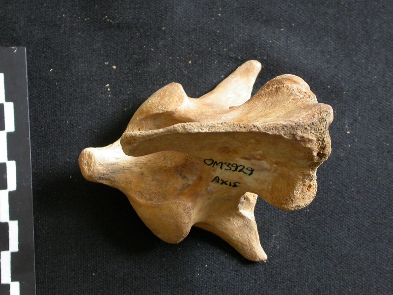 Axis (27908 visites) Ursus arctos - Femelle - Jeune adulteCollection : Département d'Ostéologie du National Museum of K... Axis